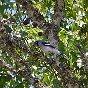 Blue Jay,  W. Goodrich Jones State Forest, Houston, Texas